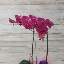 Orquídea Phalaenopsis 2 Hastes Pote 15 "Foto real do produto"